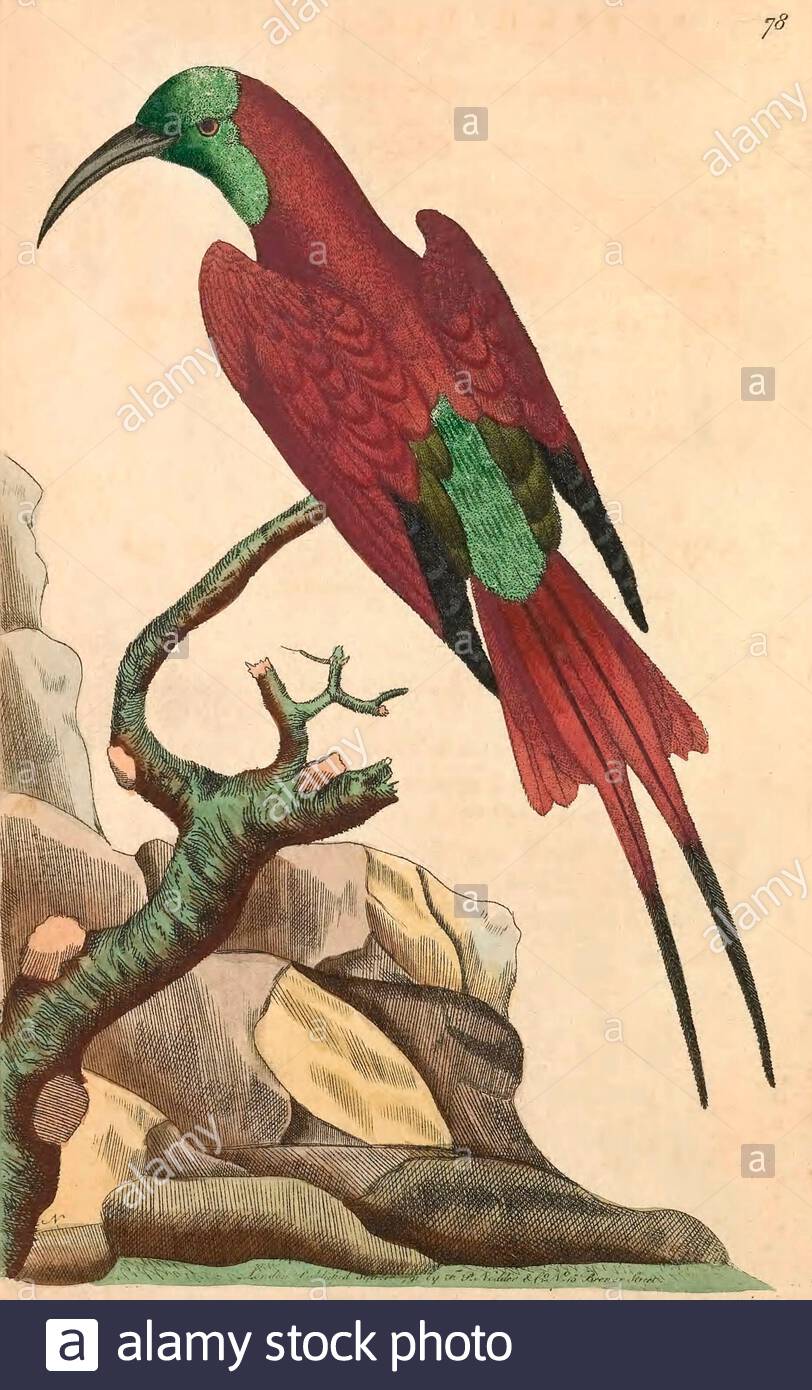 L'ape-eater a testa blu (Merops muelleri), illustrazione d'annata pubblicata nella Miscellanea del naturalista dal 1789 Foto Stock