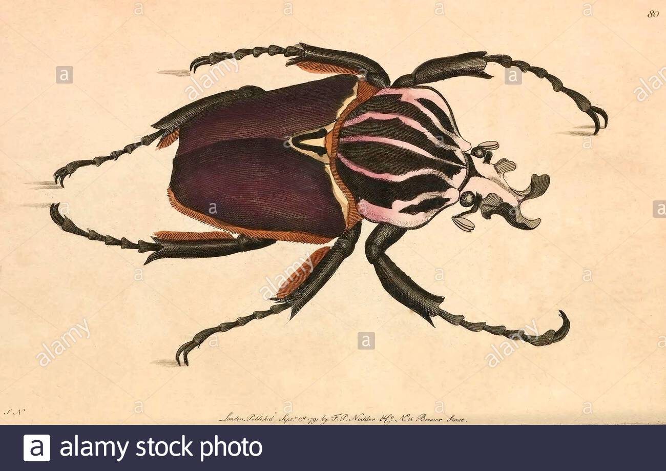 Goliath Beetle (Goliathus Goliatus), illustrazione d'annata pubblicata nella Miscellanea del naturalista dal 1789 Foto Stock