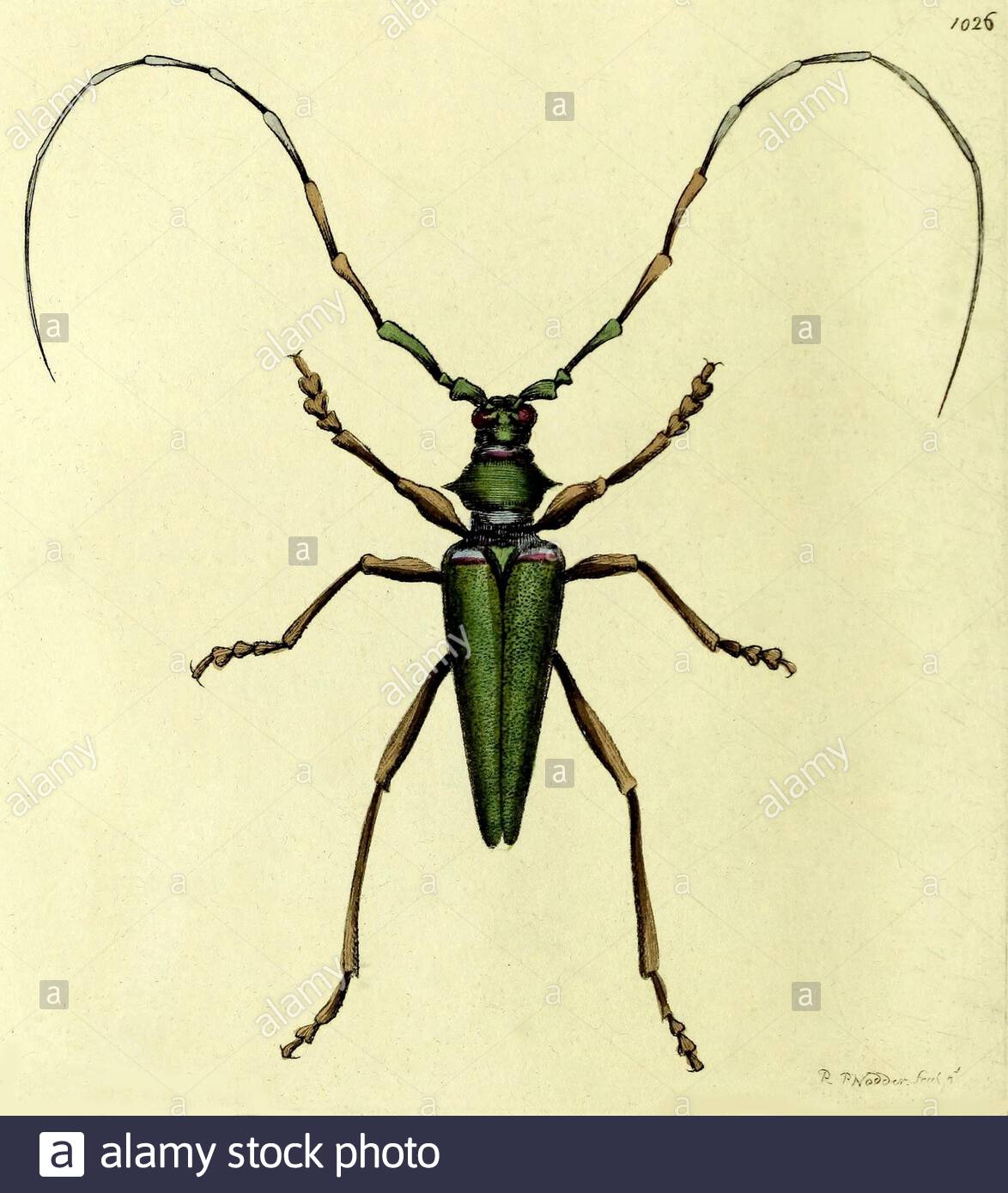 Lady Capricorn Beetle (Callichroma virens), illustrazione d'annata pubblicata nella Miscellanea del Naturalista dal 1789 Foto Stock