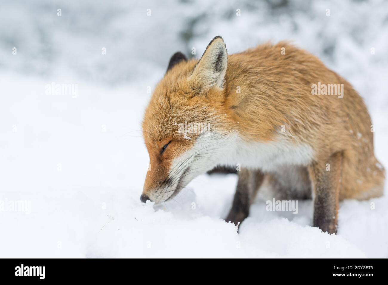 L'inverno e la volpe. Foto Stock