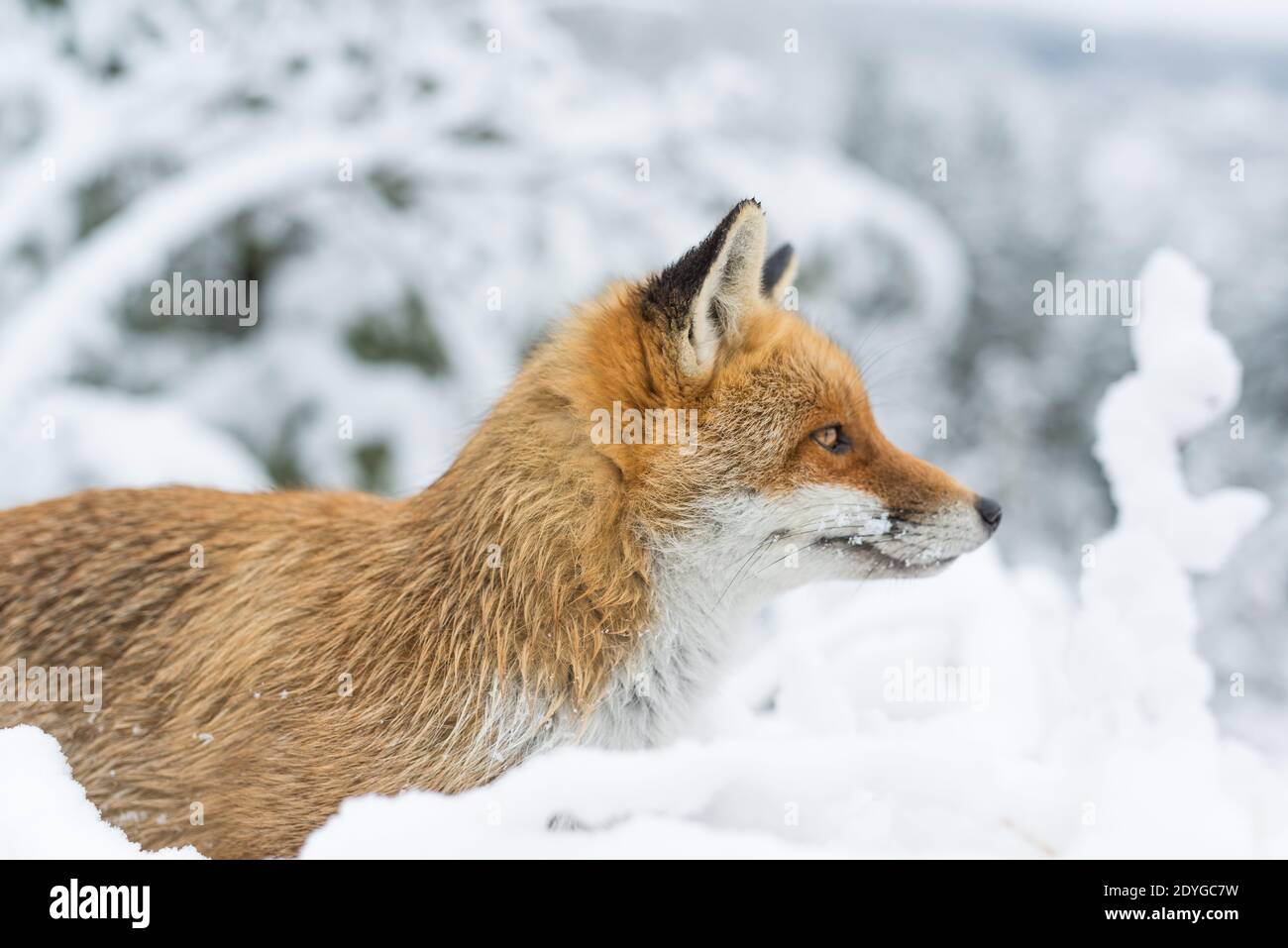 L'inverno e la volpe. Foto Stock
