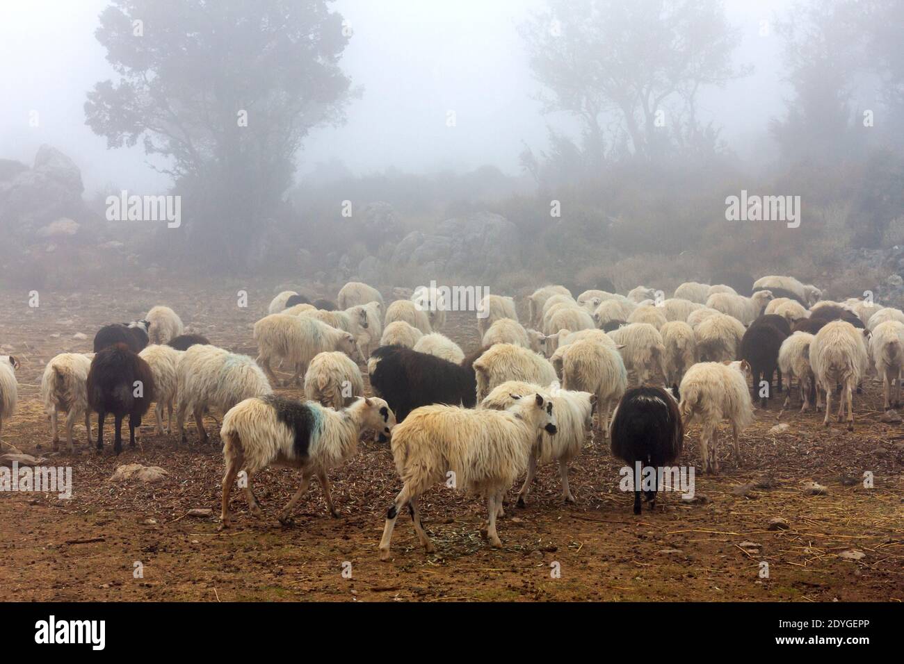 Gregge di pecore durante una mattina foggy, da qualche parte in montagna isola di Creta, Grecia, Europa Foto Stock