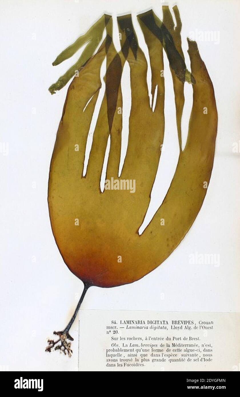 Laminaria digitata 1 Crouan. Foto Stock