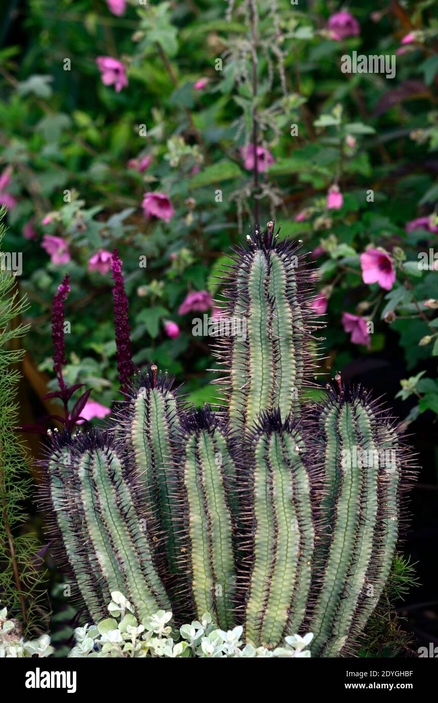 Ferocactus, Anisodontea El Rayo, malda africano El Rayo, mix, schema di piantagione mista, cactus, cactus, rosa fioritura perenne, eclettico Piantando, RM floreale Foto Stock