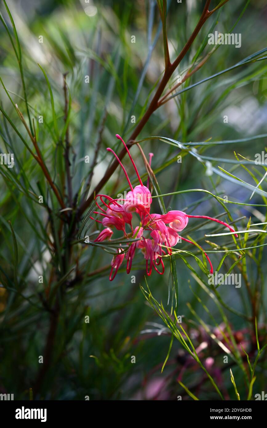 Grevillea johnsonii, il fiore del ragno di Johnson, fiori rossi rosa, fiore, fioritura, arbusto sempreverde, RM floreale Foto Stock