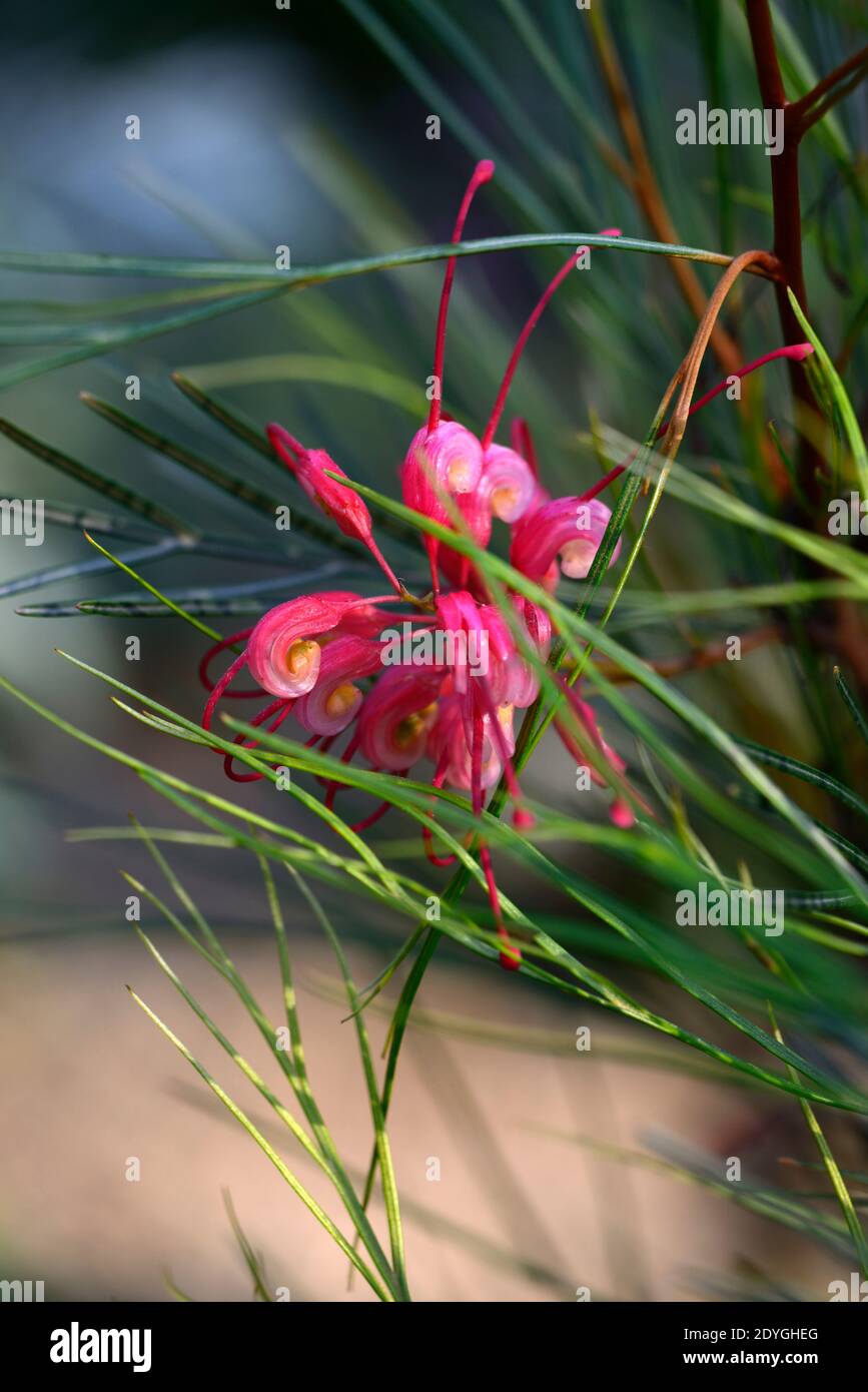 Grevillea johnsonii, il fiore del ragno di Johnson, fiori rossi rosa, fiore, fioritura, arbusto sempreverde, RM floreale Foto Stock