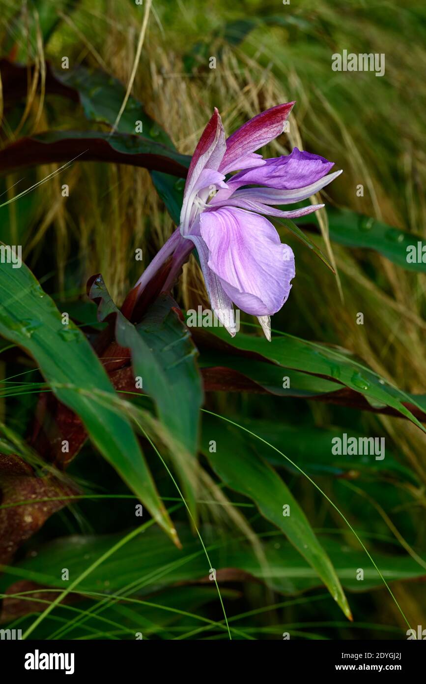 Roscoea purpurea spice island,fiori lilla,fiore viola,vistose orchidea-come fiori,fioritura,RM Floral Foto Stock