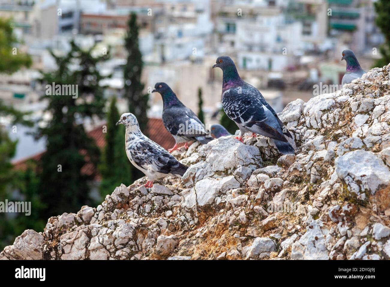 Piccioni riposati per un po 'su una roccia dura, a Strefi Hill, centro di Atene, Grecia, Europa Foto Stock