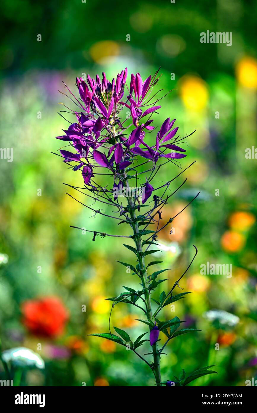 Cleome hassleriana Violet Queen, ragno fiore Violet Queen, fiori violetti, fioritura, semidirica annuale, RM Floreale Foto Stock