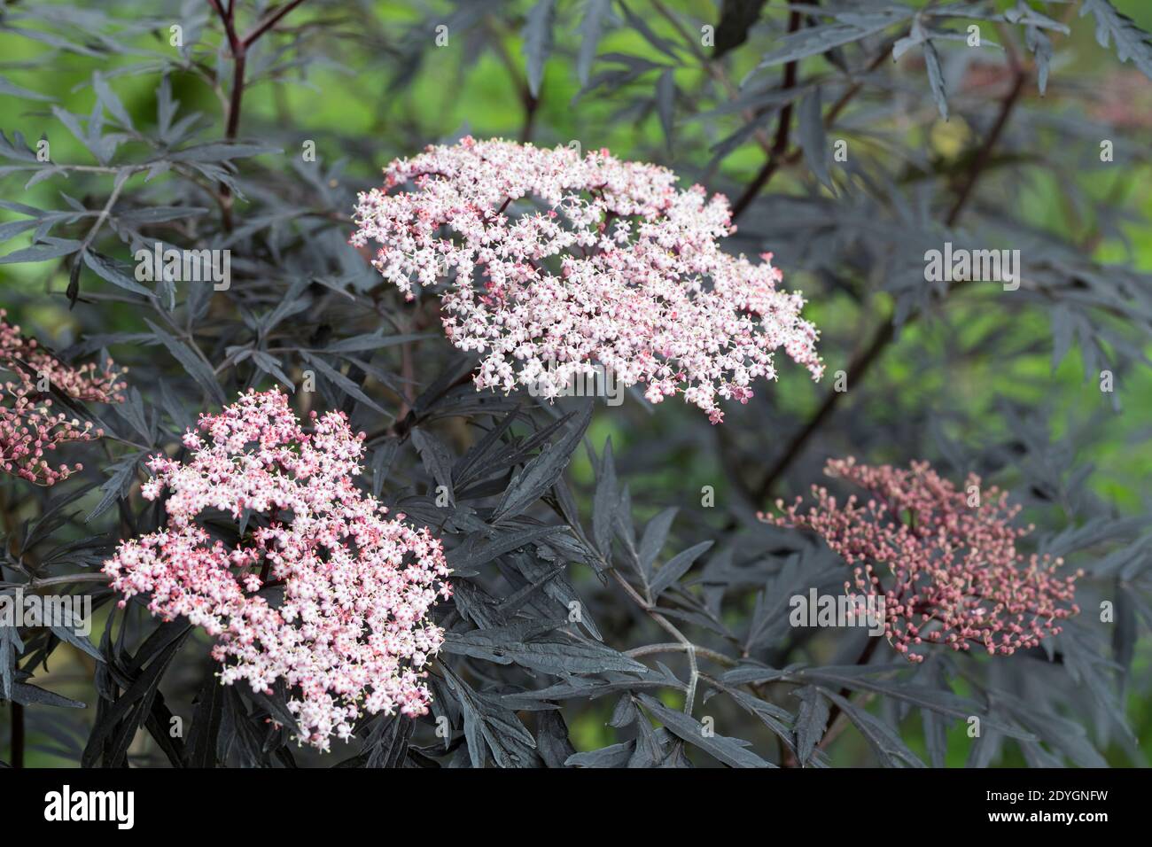 Rotblättriger Schlitz-Holunder, Rotblättriger Schlitzholunder, Black Lace Holunder, Duft-Holunder, Rotlaubiger Holunder, Schwarzer Holunder 'Black Lac Foto Stock