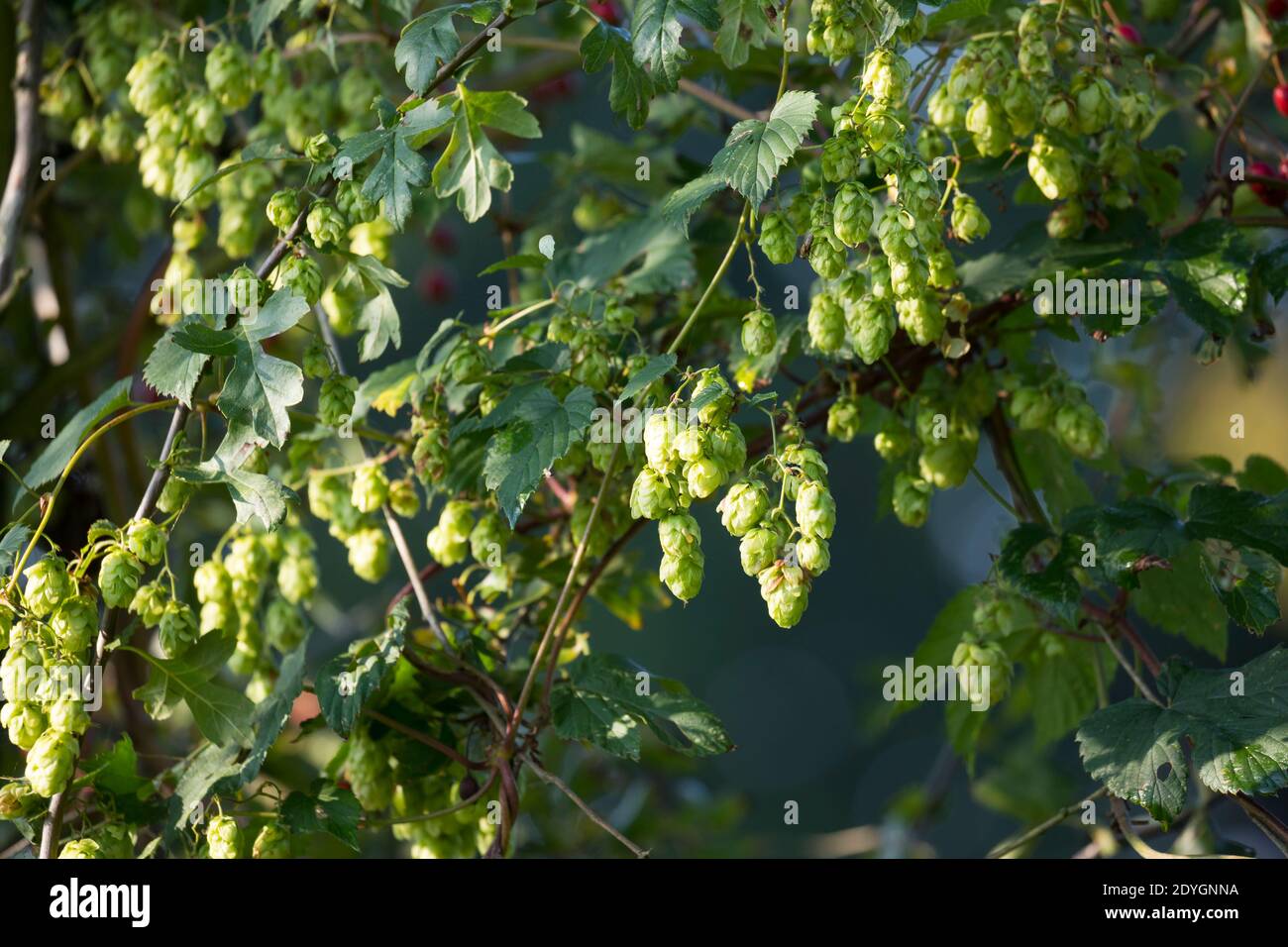 Hopfen, Hopfenzapfen, weibliche Pflanze, Weibchen, Gewöhnlicher Hopfen, Echter Hopfen, Humulus lupus, Common Hop, Hop, luppolo, le Houblon, le houblon Foto Stock