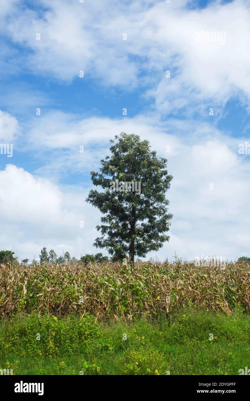 Paesaggio idilliaco lato Paese - cielo blu con nuvole bianche Foto Stock