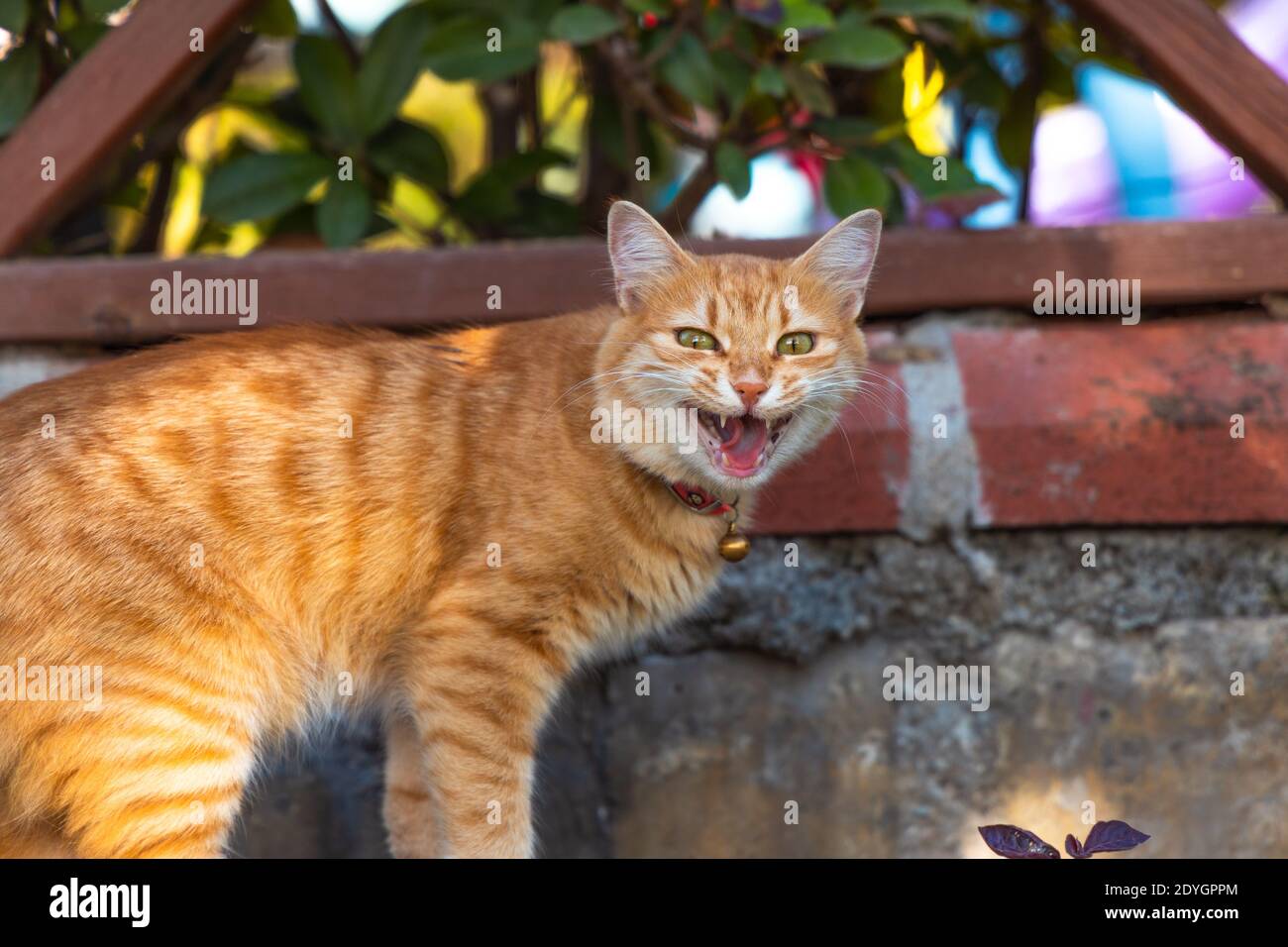 Crazy Funny Ginger Cat che sembra aggressivo per la fotocamera dando un grande yawn. Foto Stock