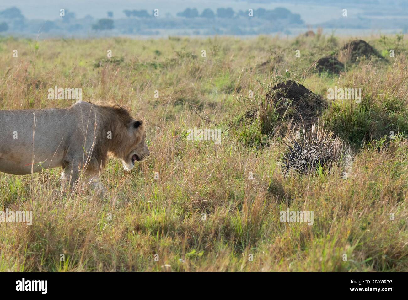 Africa, Kenya, Serengeti Settentrionali, Maasai Mara. Leone maschio (SELVAGGIO: Panthera leo) con porcupina africana a coda di pennello (Atherurus africanus). Foto Stock