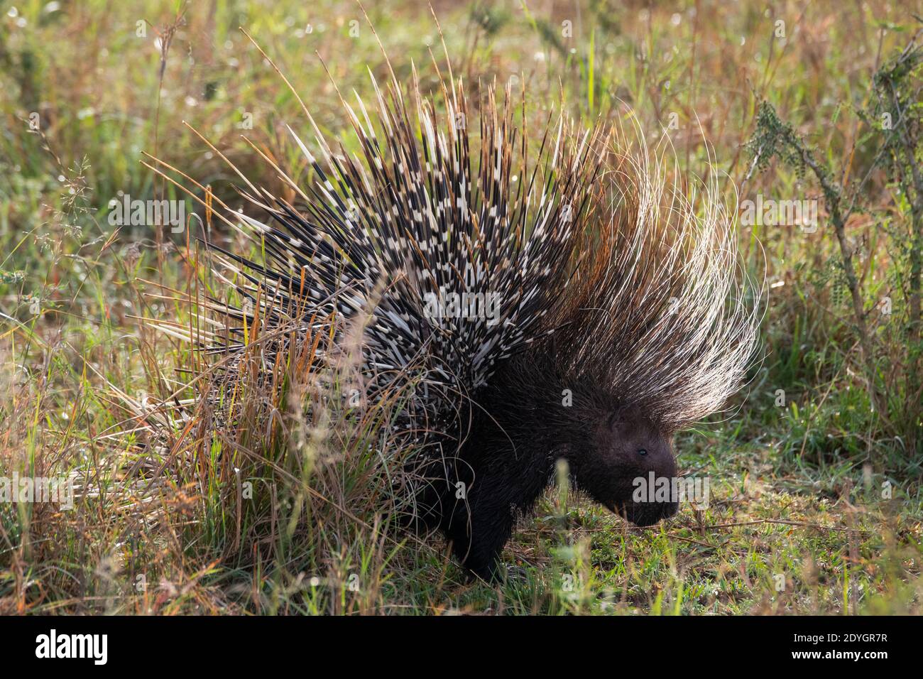 Africa, Kenya, Serengeti Settentrionali, Maasai Mara. Porcupina africana con coda a spazzola (Atherurus africanus) Foto Stock