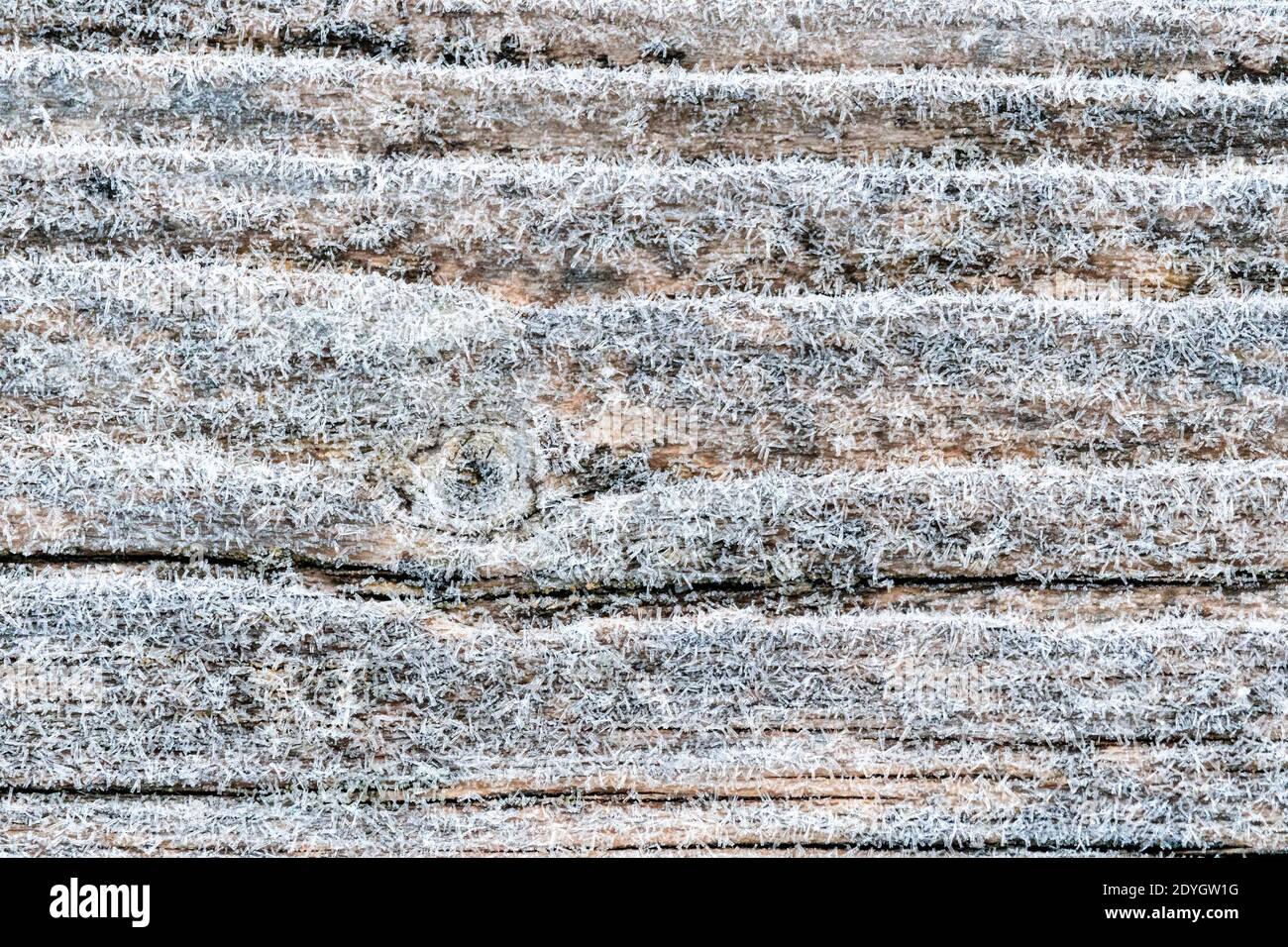 Primo gelo su una superficie di legno di pino nero sbiadito e fresco blu con tavole invecchiate allineate. Bellissimo microcosmo surgelato astratto Foto Stock