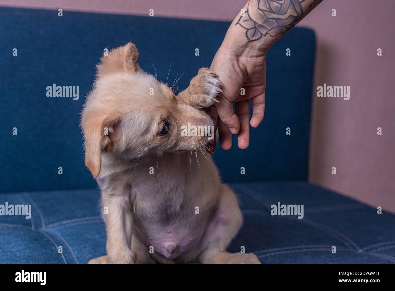 puppy divertente piccolo bello mongrel con pelliccia marrone chiaro messo la sua zampa su un braccio umano con un tatuaggio e. prova a morirlo Foto Stock