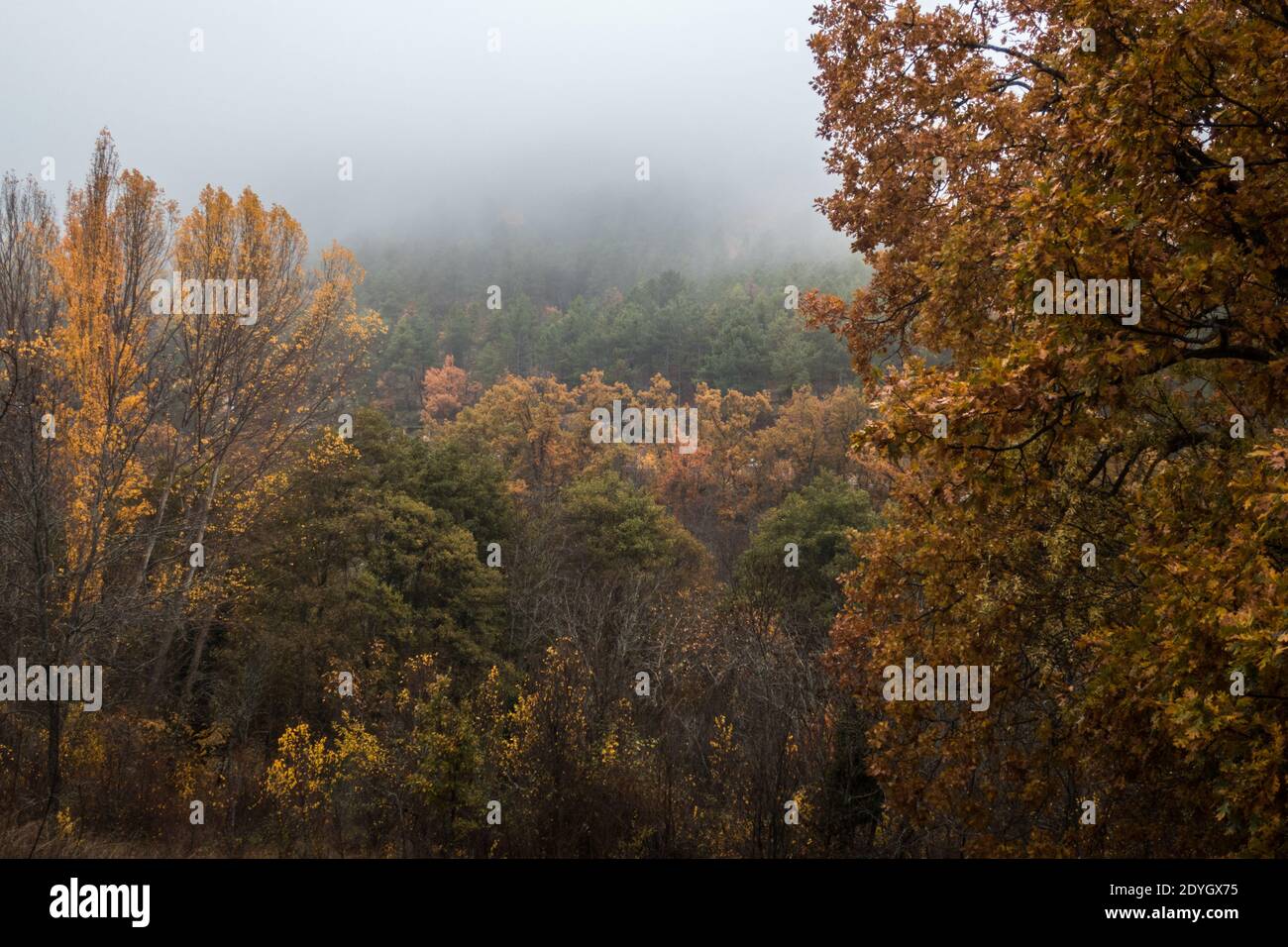 Una splendida vista sugli alberi colorati in una nebbia foresta mistica in autunno Foto Stock
