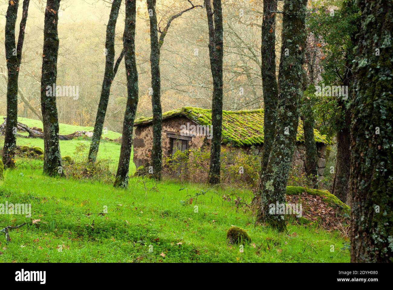 Vecchia casa di campagna in pietra nel mezzo della foresta in autunno con muschio sul tetto Foto Stock