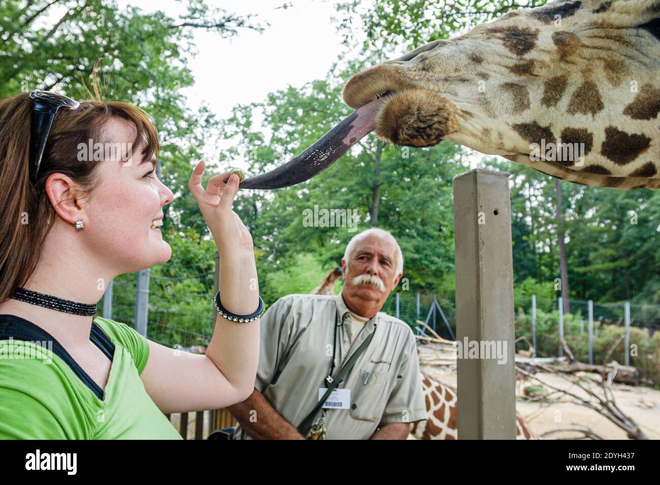 Alabama Birmingham, Zoo giraffe lingua che alimenta, teen teenage adolescente ragazza uomo animale addestratore, Foto Stock
