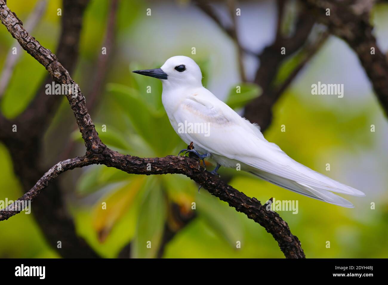 Un giovane Tern Bianco (Gygis alba) conosciuto anche come Tern fata, Noddy bianco o Tern angelo, arroccato in un albero nelle Seychelles Foto Stock