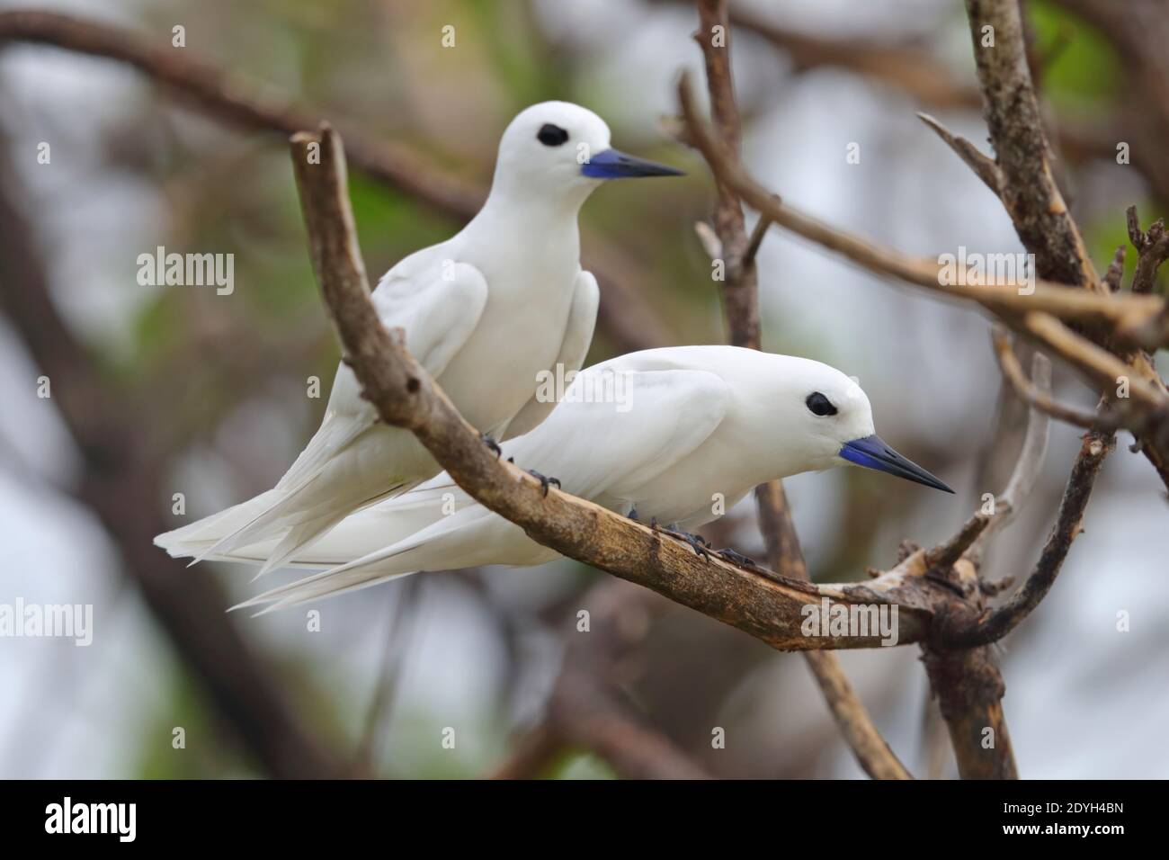 Un paio di Terne bianche adulte (Gygis alba), conosciute anche come Tern fata, Noddy bianco o Tern angelo, arroccate in un albero nelle Seychelles Foto Stock