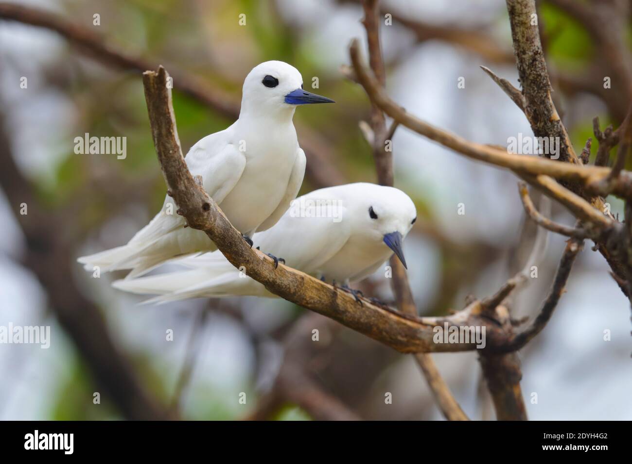 Un paio di Terne bianche adulte (Gygis alba), conosciute anche come Tern fata, Noddy bianco o Tern angelo, arroccate in un albero nelle Seychelles Foto Stock
