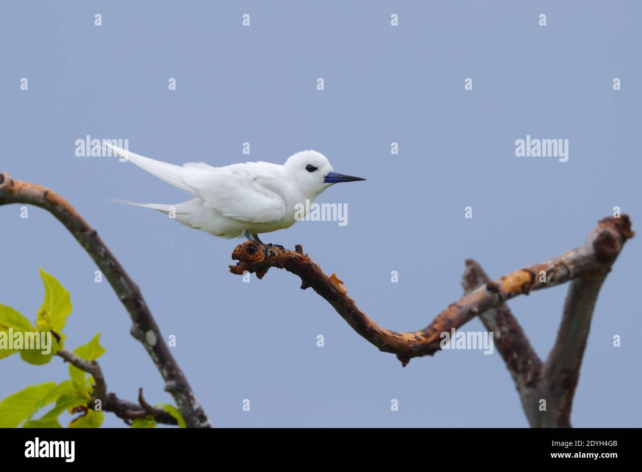 Un adulto White Tern (Gygis alba) conosciuto anche come Fairy Tern, White Noddy e Angel Tern, arroccato in un albero nelle Seychelles Foto Stock
