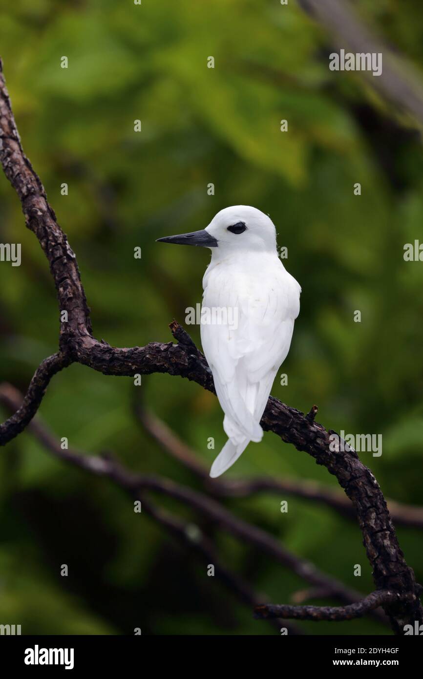 Un giovane Tern Bianco (Gygis alba) conosciuto anche come Tern fata, Noddy bianco o Tern angelo, arroccato in un albero nelle Seychelles Foto Stock