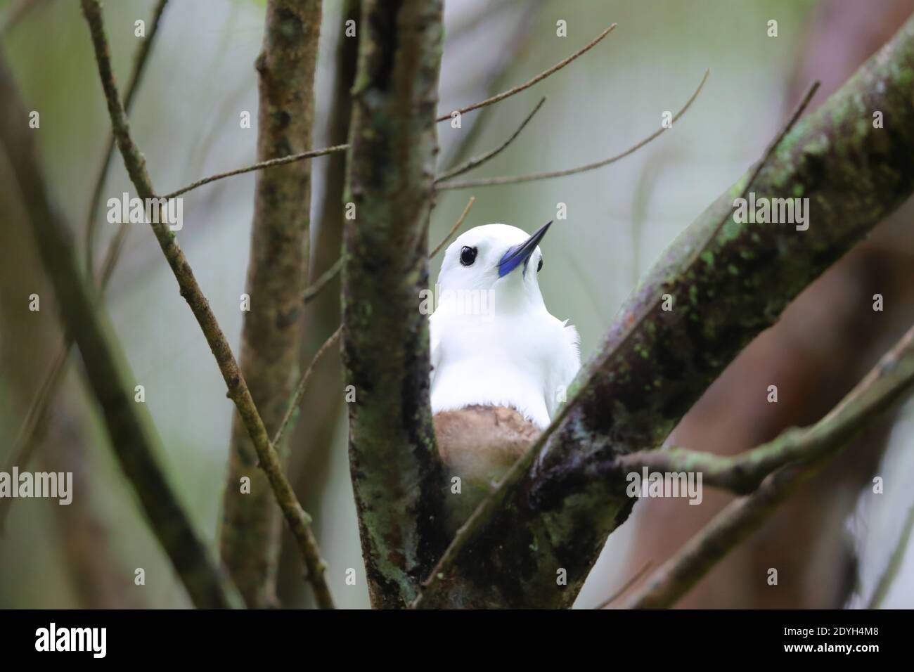 Un adulto White Tern (Gygis alba) conosciuto anche come Fairy Tern, White Noddy o Angel Tern su un nido con un cazzo in un albero nelle Seychelles Foto Stock