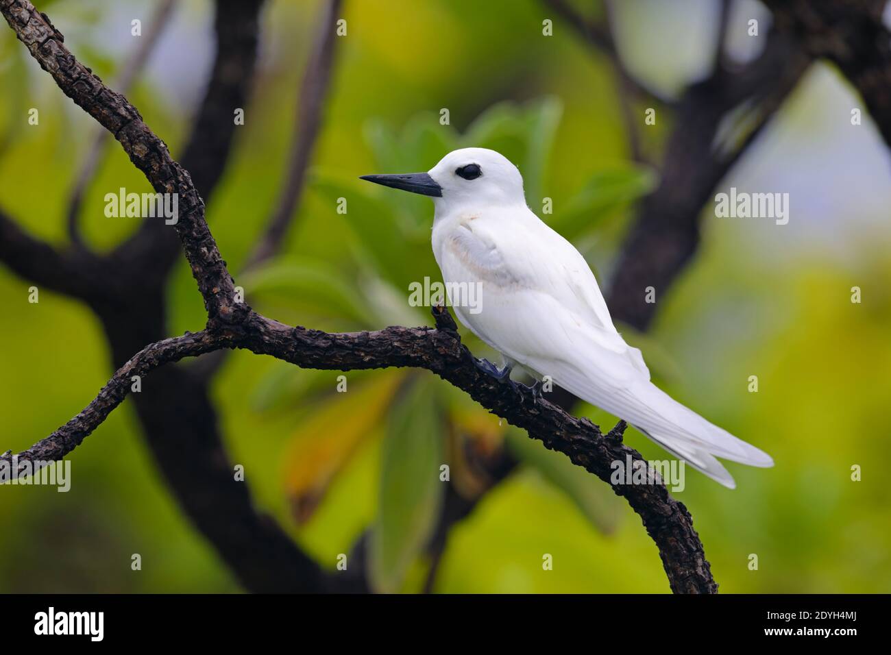Un giovane Tern Bianco (Gygis alba) conosciuto anche come Tern fata, Noddy bianco o Tern angelo, arroccato in un albero nelle Seychelles Foto Stock