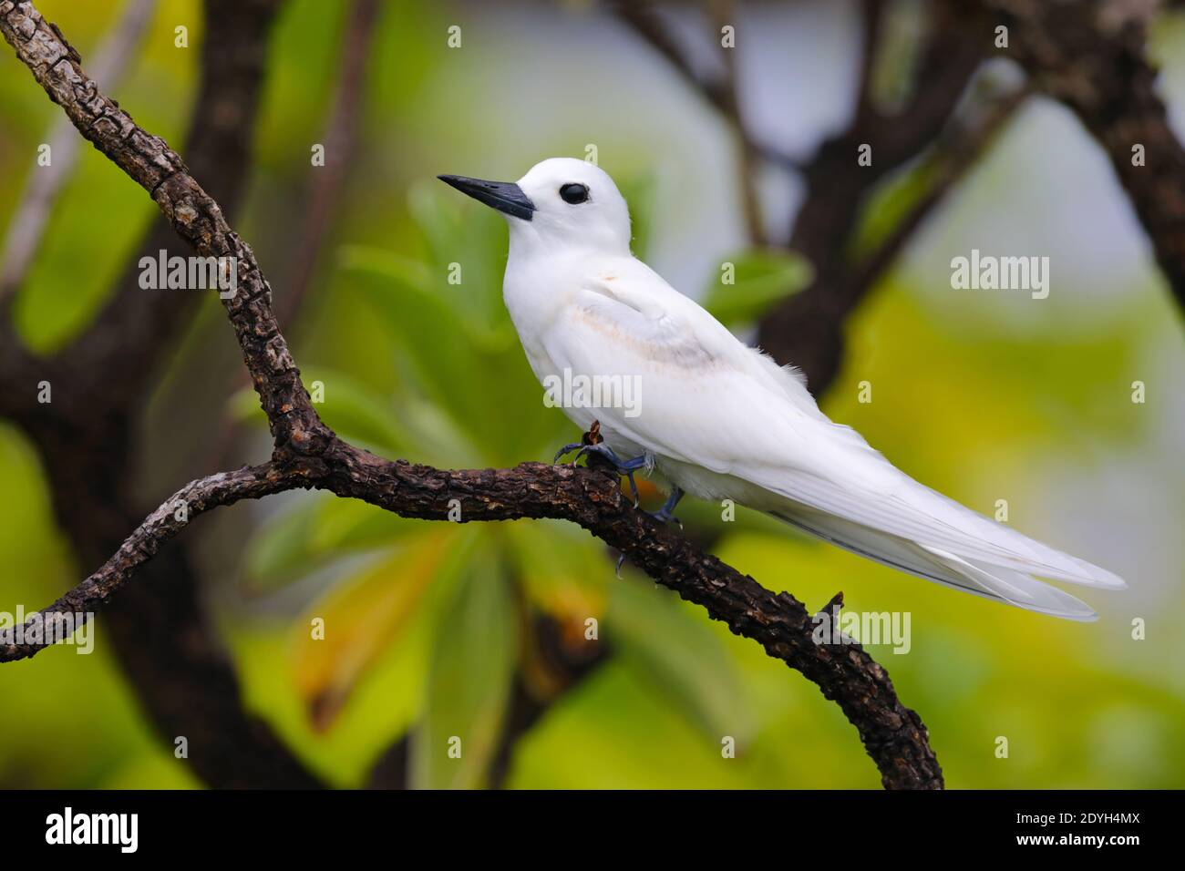 Un giovane Tern Bianco (Gygis alba) conosciuto anche come Tern fata, Noddy bianco o Tern angelo, arroccato in un albero nelle Seychelles Foto Stock