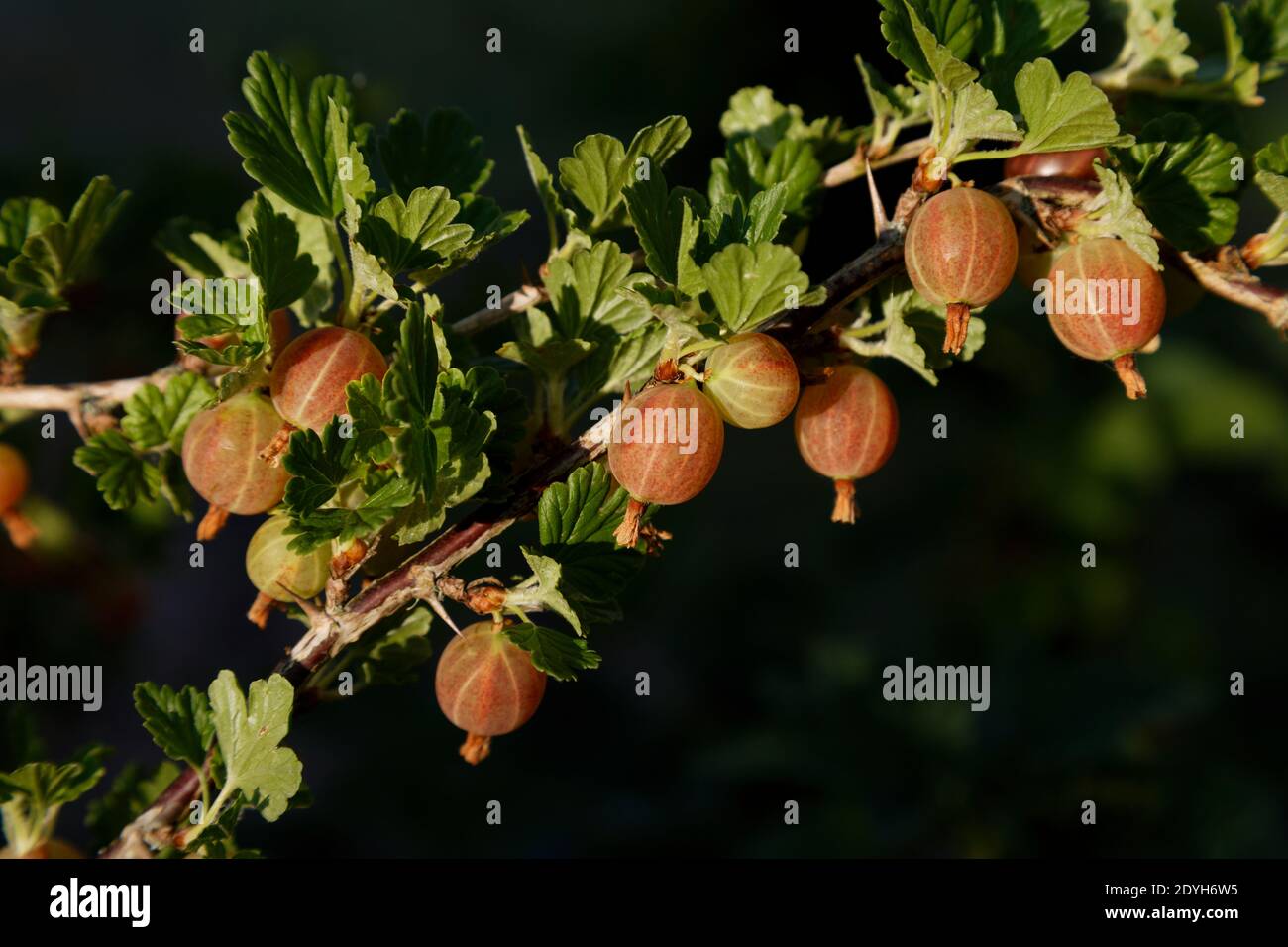 Hinnonmaki rosso goseberry cespuglio pieno di verde fogliame e rosso frutta Foto Stock