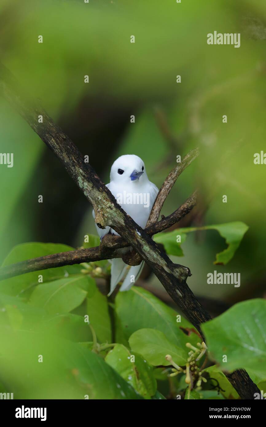 Un adulto Tern Bianco (Gygis alba), conosciuto anche come Tern fata, Noddy bianco o Tern angelo, su un nido in un albero nelle Seychelles Foto Stock