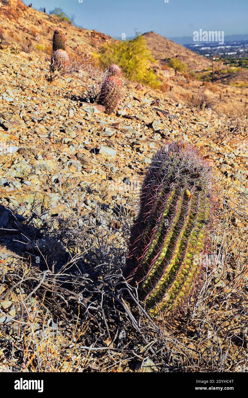 Barile cactus, Ferocactus Wislizeni Cactaceae conosciuto anche come Arizona, Fishhook, Candy o Southwestern barile cactus, nativo del Messico settentrionale e il Foto Stock