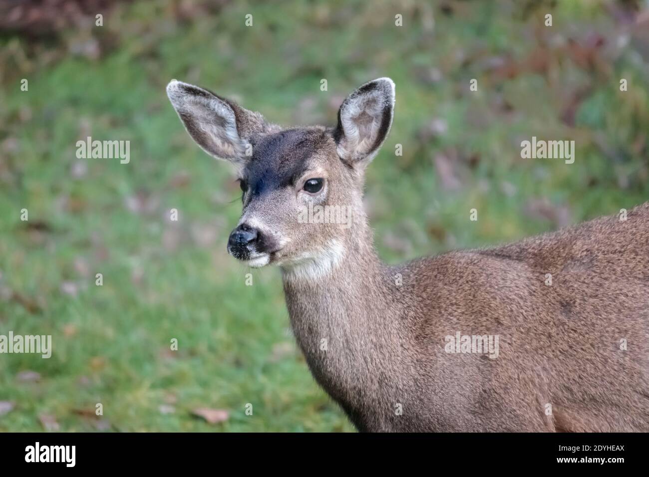 Ritratto di testa e spalle di un cervo della coda nera con folta pelliccia all'inizio del suo primo inverno, apparendo curioso e vigile (sfondo sfocato). Foto Stock