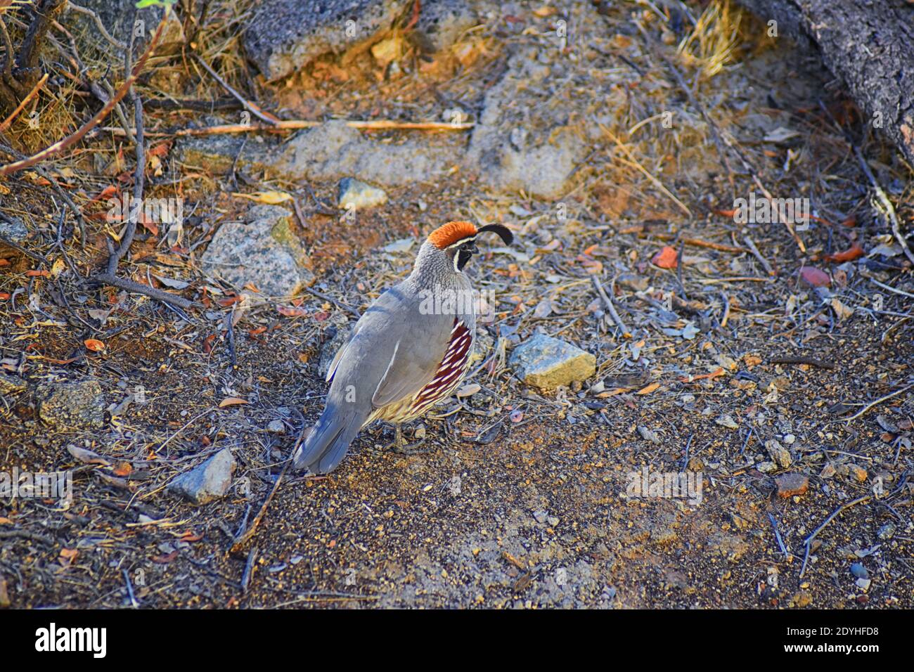 GAMBEL Quail, Callipepla Gambelii, correre e forare in un gregge, trasportare o bevy, con maschio e femmina attraverso l'arido inverno South Mountain Park Foto Stock