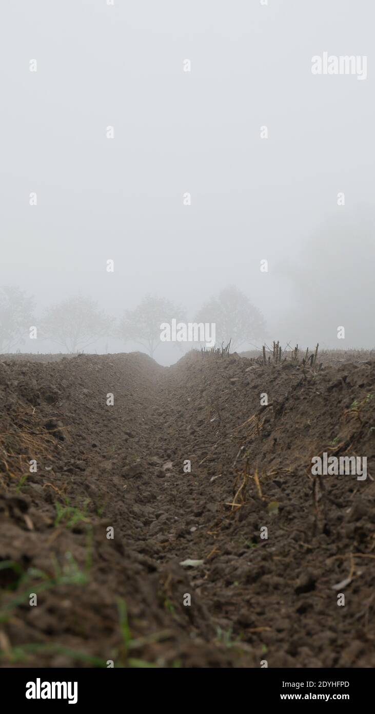 Vista a occhio di verme lungo un solco di alberi in pesante nebbia grigia Foto Stock