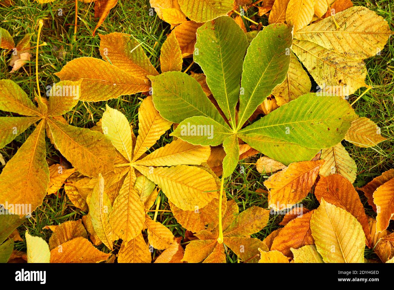 WA18870-00...WASHINGTON - parte da un albero di castagno sull'erba lungo il sentiero principale attraverso il Waterfront City Park a Leavenworth, WA. Foto Stock