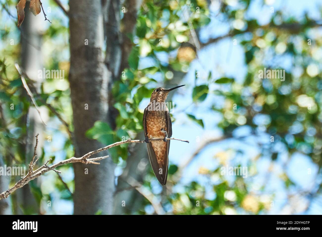 Santiago, Santiago, Cile. 26 Dicembre 2020. Il COLIBRÌ GIGANTE (Patagona gigas). È la più grande di tutte le colibrì del Cile, raggiungendo una lunghezza di circa 23 centimetri. Le sue parti superiori sono di colore bruno grigio con un colore verde metallico e la coda è bianca. Questo Hummingbird vive in ambienti semi-aridi, nutrendo il nettare dei fiori che può trovare e anche su piccoli insetti. Il colibrì gigante è migratorio e comune in primavera e in estate dalla regione di Antofagasta a AraucanÃ-a Credit: Francisco Arias/ZUMA Wire/Alamy Live News Foto Stock