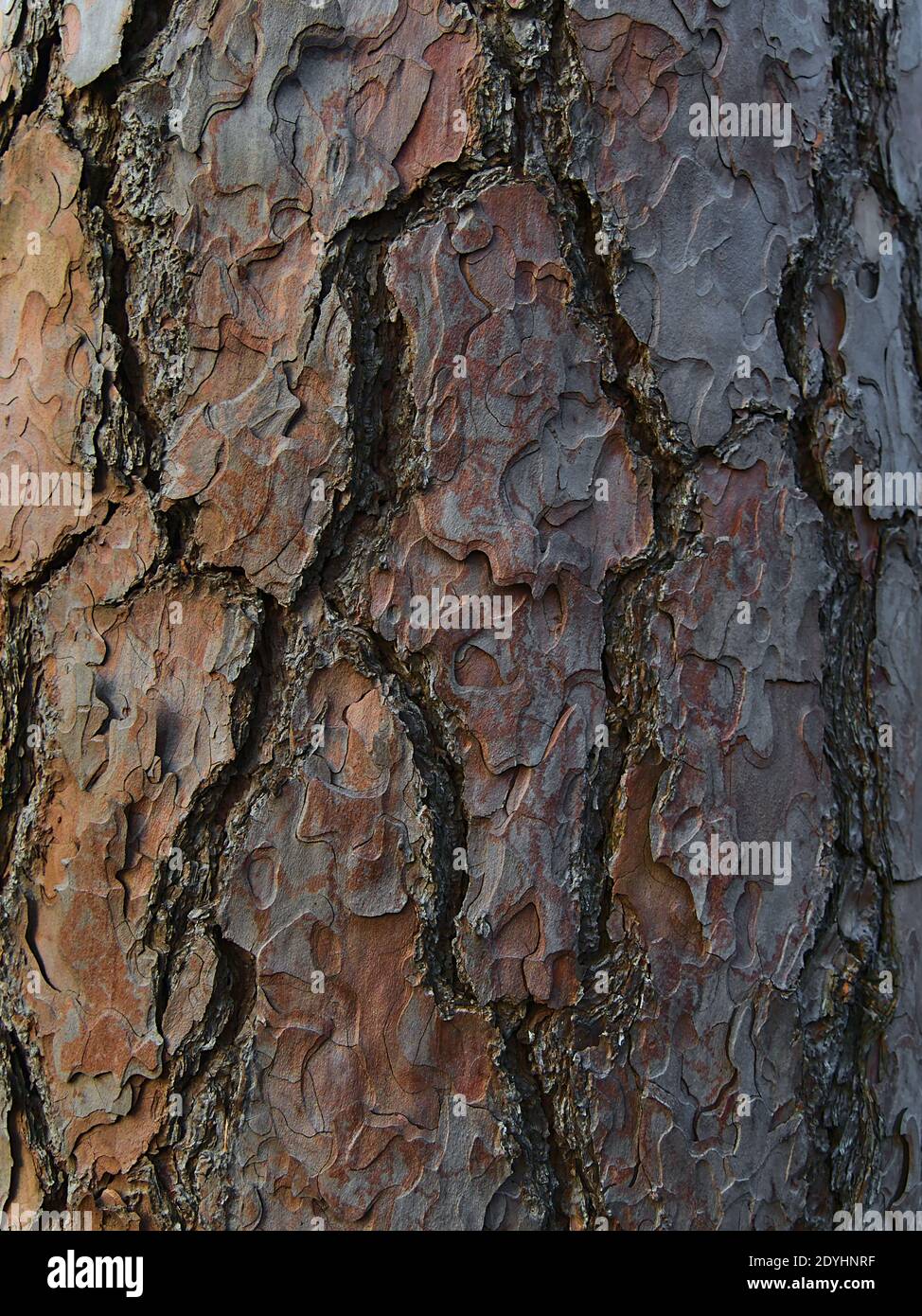 Vista closeup della spessa corteccia modellata e spaccata del tronco di un vecchio pino in una foresta di Stoccarda, Germania. Foto Stock