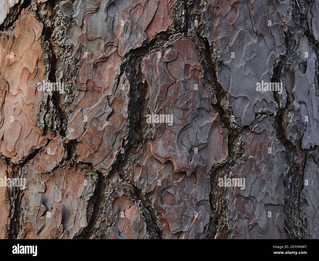 Vista ravvicinata della spessa corteccia testurizzata e screpolata del tronco di un vecchio pino in una foresta di Stoccarda, in Germania. Foto Stock