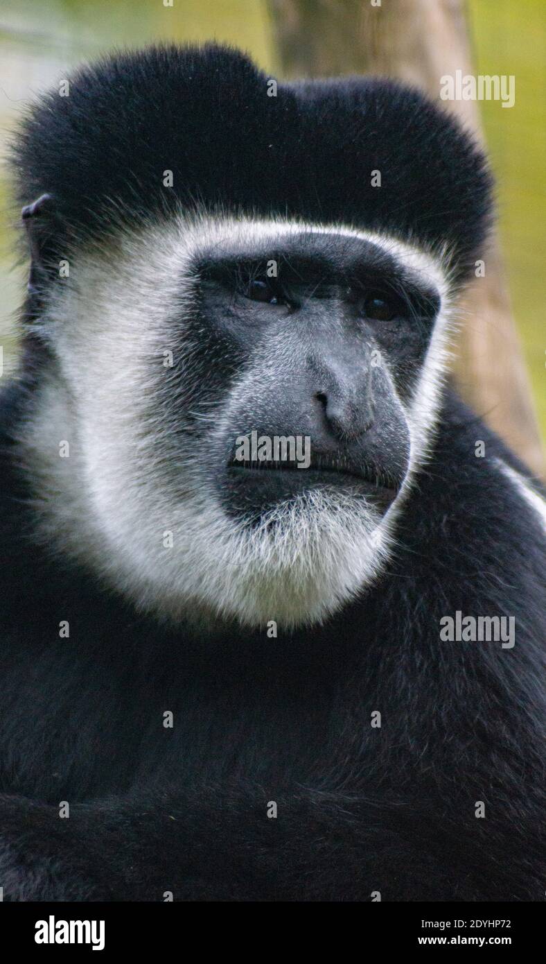 Pensando Monkey Foto Stock