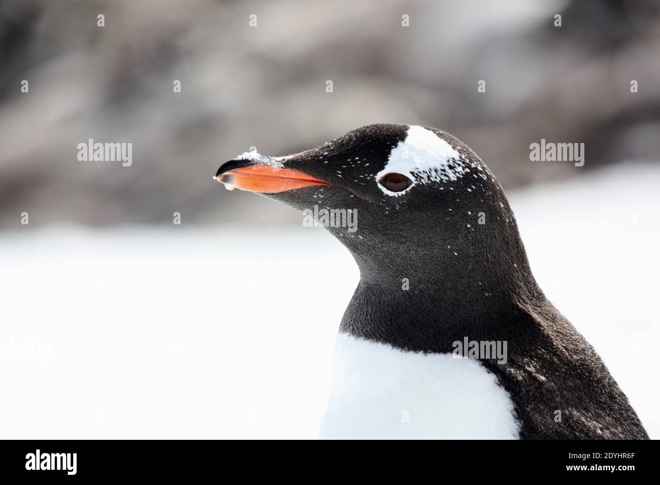 Pinguino Gentoo con ghiaccio sul becco Foto Stock