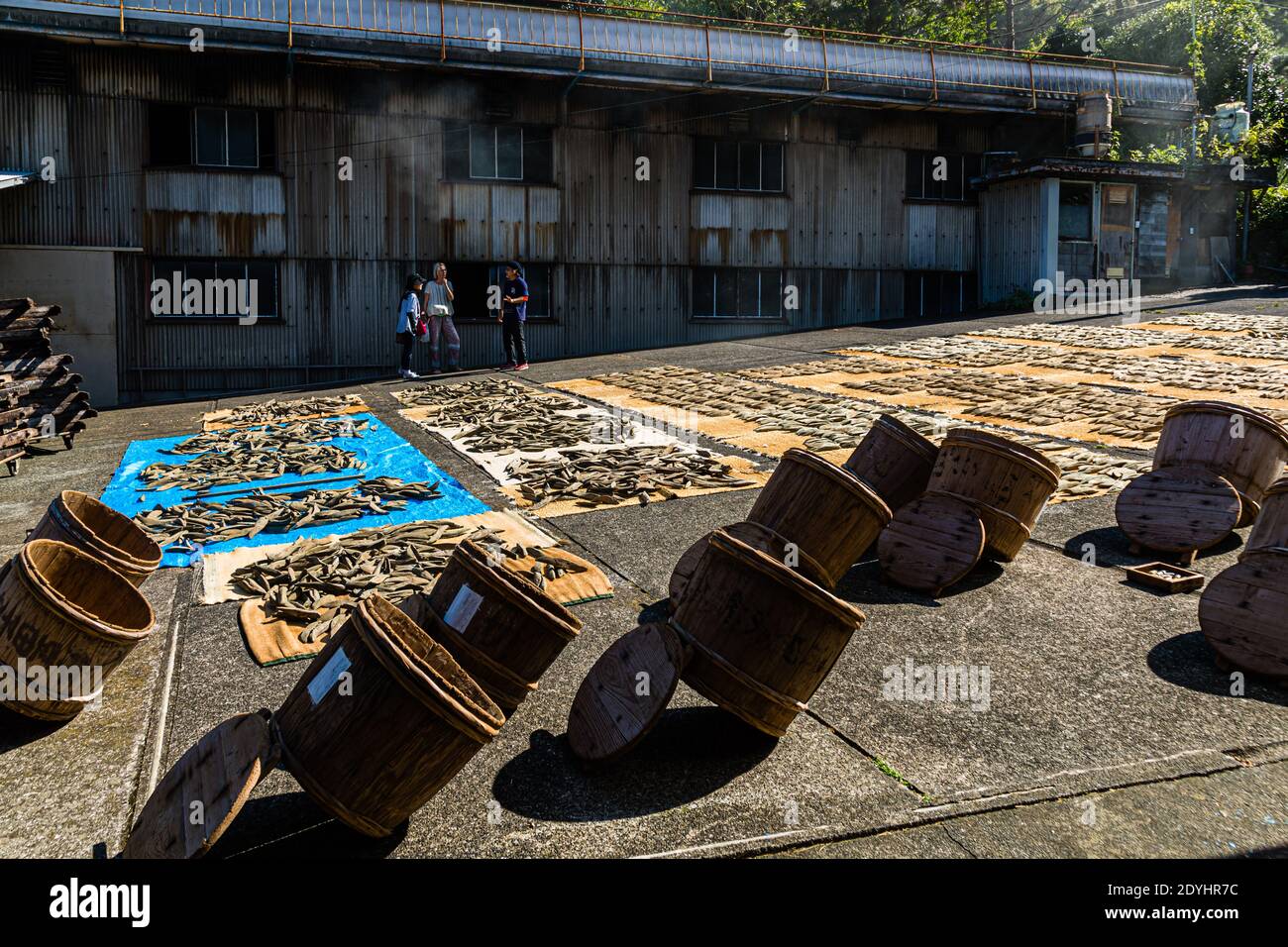 Yasuhisa Serizawa Katsuobushi della fabbricazione in Nishiizu-Cho, Shizuoka, Giappone Foto Stock
