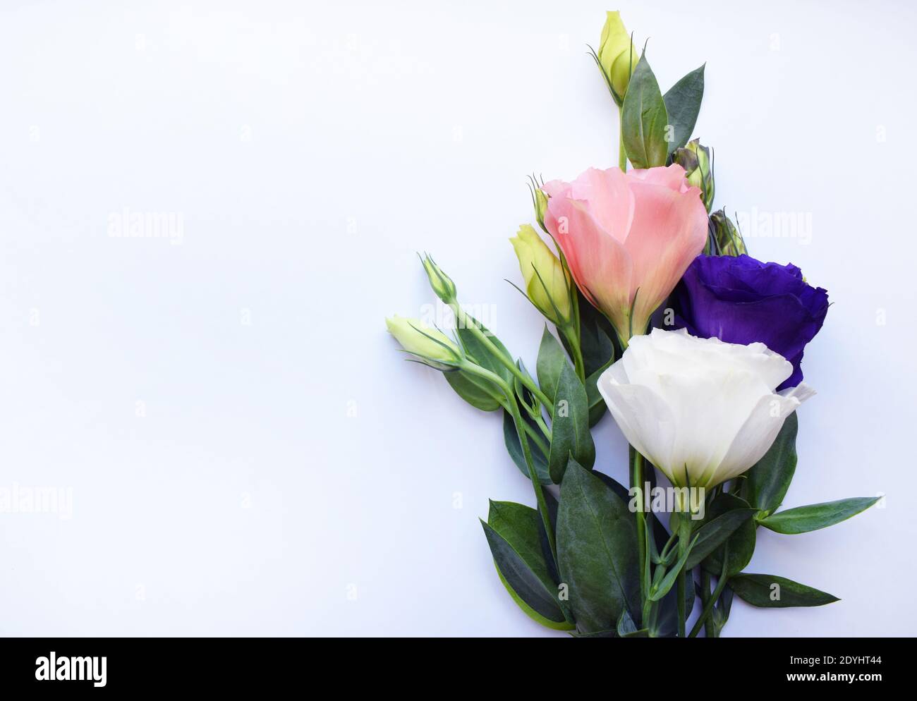 Bella eustoma (lisianthus) fiori in piena fioritura con foglie verdi Fiori su sfondo bianco. Foto Stock