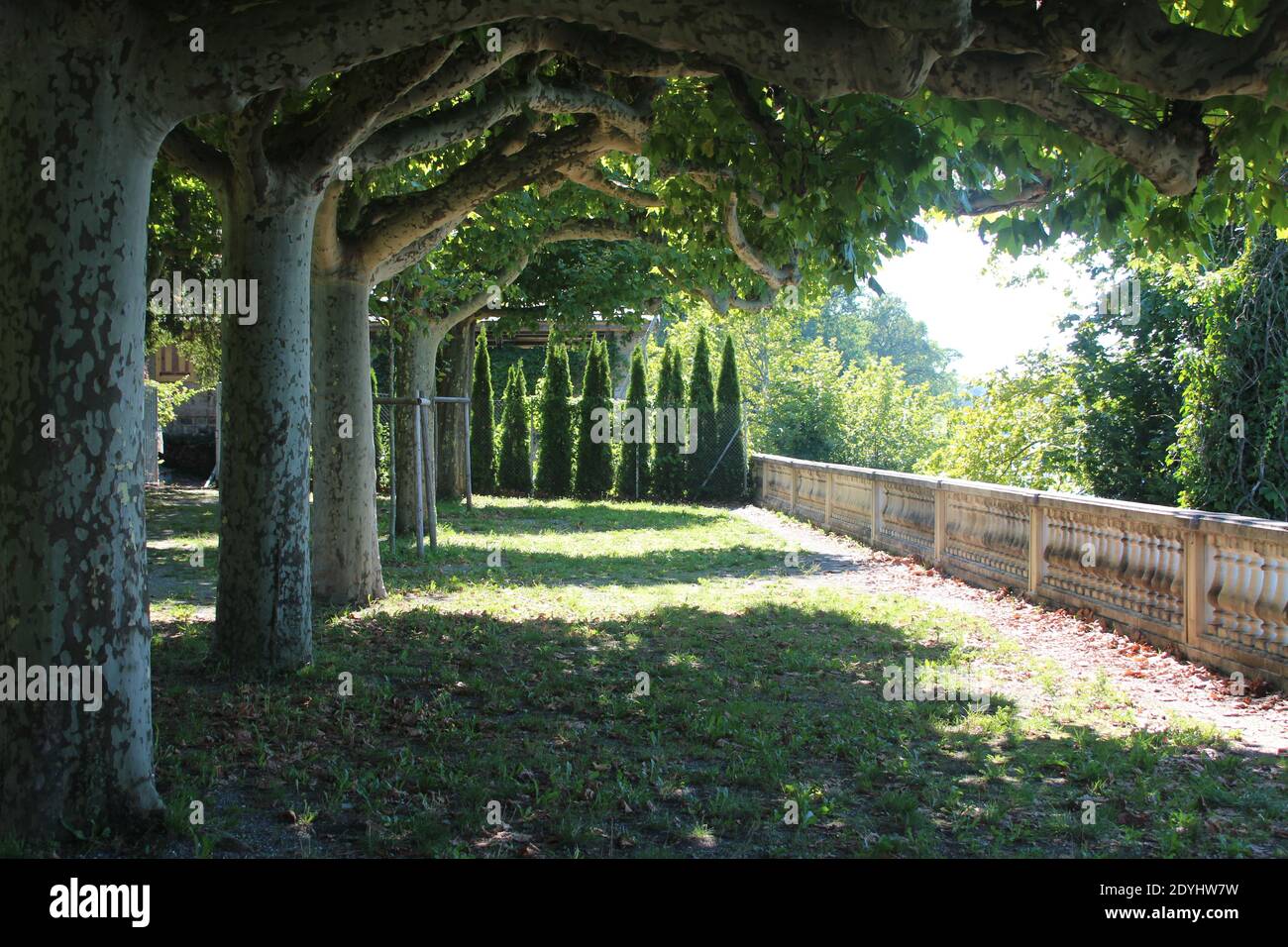 Vicolo di Platanes in un parc in Francia Foto Stock