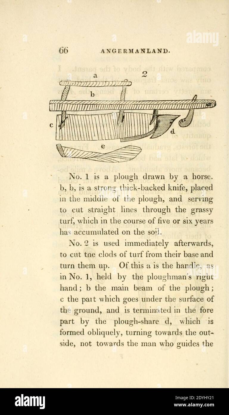 Lachesis laponica (pagina 66) Foto Stock
