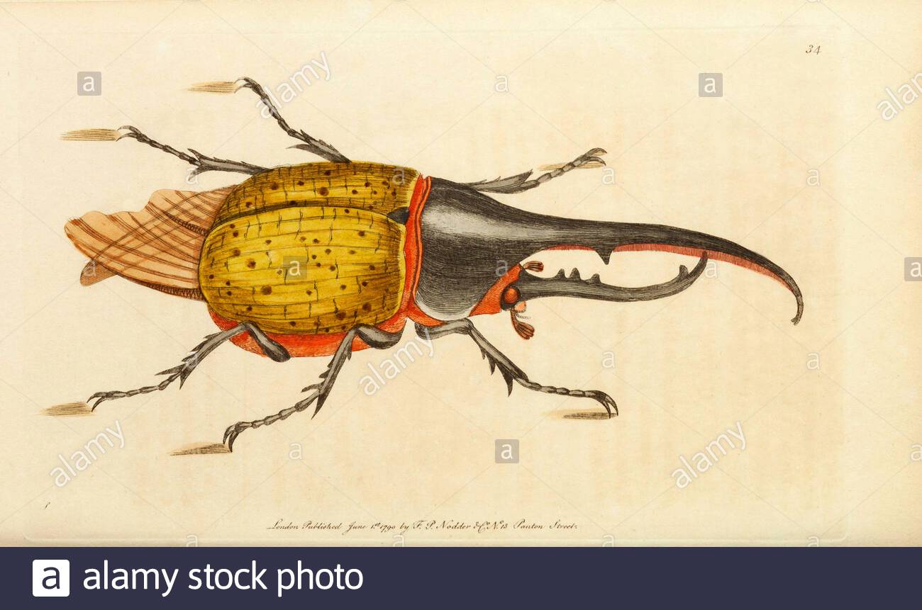Hercules Beetle (Dynastes hercules), illustrazione d'annata pubblicata nella Miscellanea del Naturalista dal 1789 Foto Stock