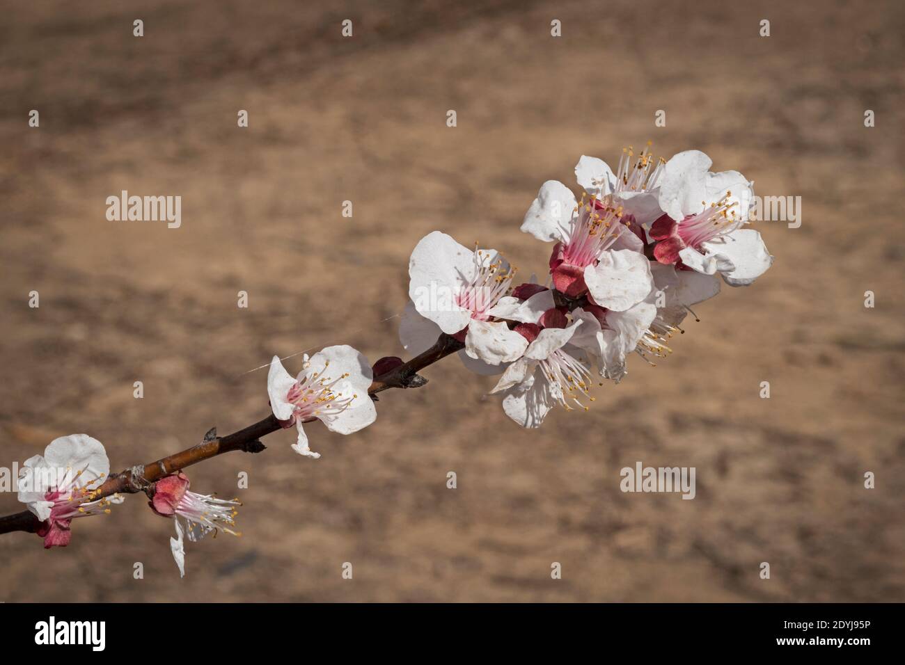 molti bellissimi fiori bianchi e rosa su una piccola albicocca ramo di albero o ramoscello con uno sfondo di marrone e. tan terreno agricolo offuscato Foto Stock